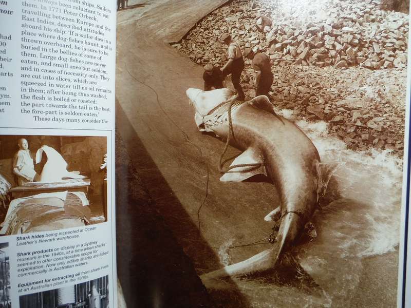 Sharks : Silent Hunters of the Deep - Hardcover - Reader's Digest