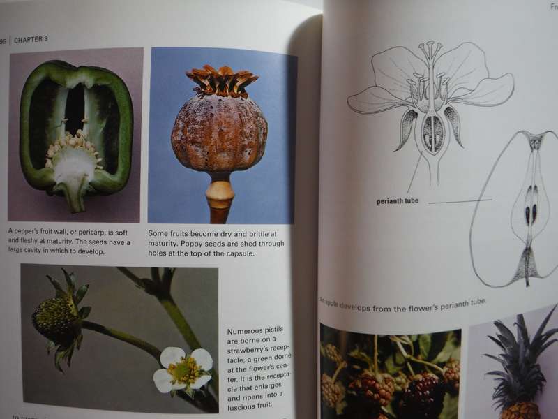 Botany for Gardeners - Paperback - Brian Capon