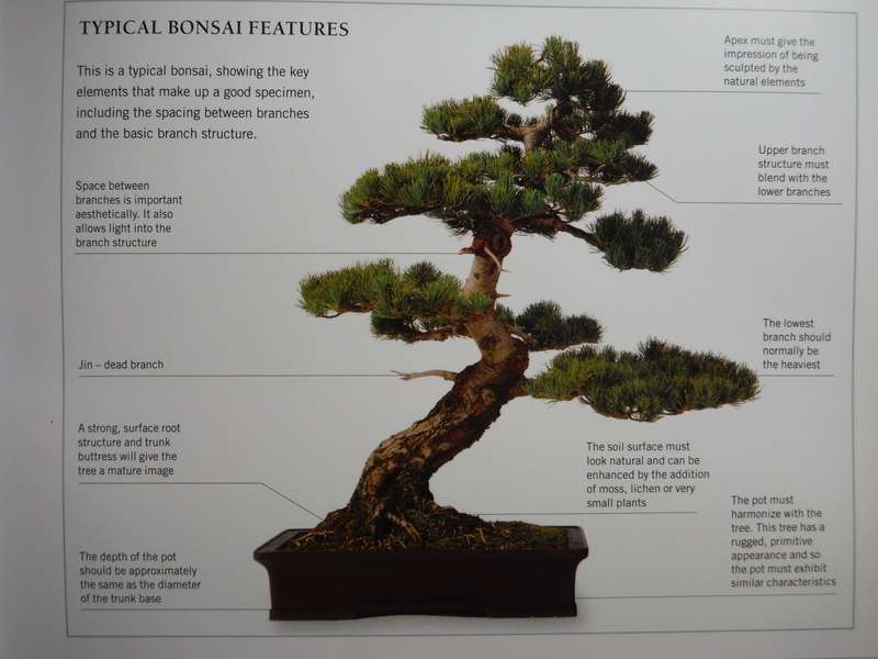 The Complete Practical Encyclopedia of Bonsai - Hardcover - Ken Norman
