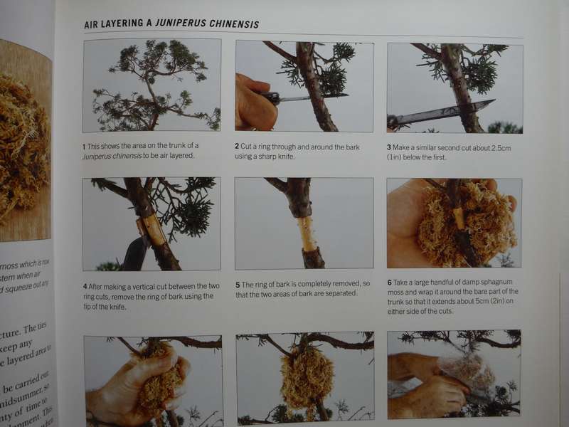 The Complete Practical Encyclopedia of Bonsai - Hardcover - Ken Norman