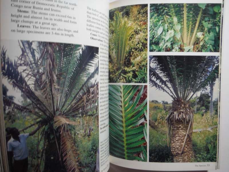 Cycads of Central Africa - Softcover - Peter Heibloem - 1999 First Edition - Signed by Author