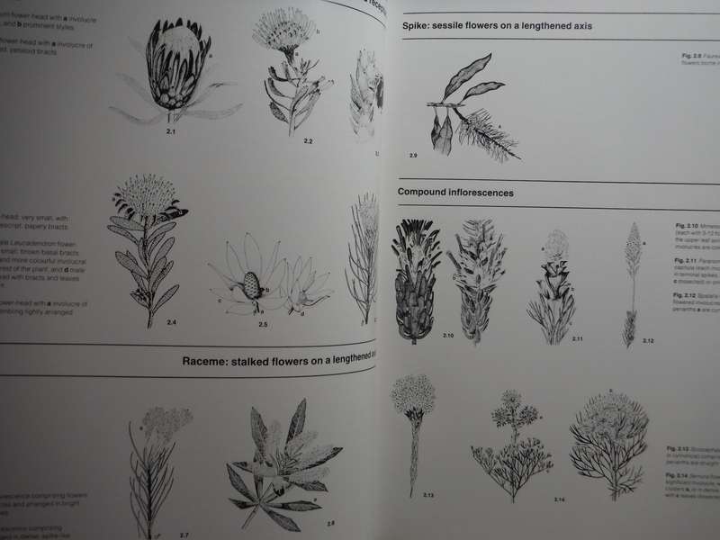 South Africa's Proteaceae : Know Them and Grow Them - Hardcover - Marie Vogts