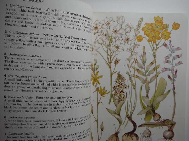 Outeniqua, Tsitsikamma & Eastern Little Karoo : South African Wild Flower Guide 2 - Paperback