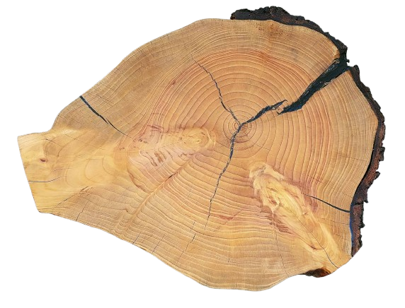 Natural Edge Tree Slice Coffee Table