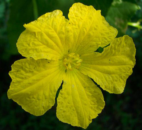 LUFFA (LOOFAH) SPONGE GOURDS SEEDS