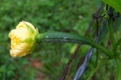 LUFFA (LOOFAH) SPONGE GOURDS SEEDS
