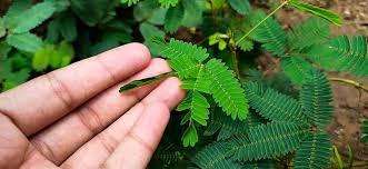 Mimosa Pudica Seeds