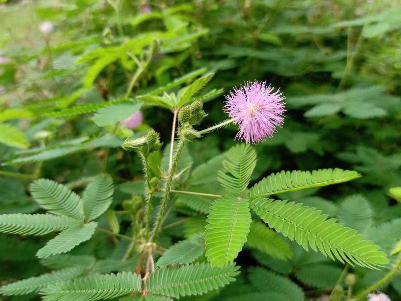 Mimosa Pudica Seeds