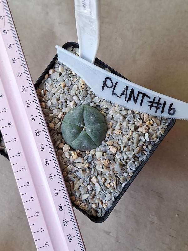 Lophophora williamsii Cactus Plant #16