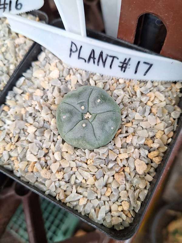Lophophora williamsii Cactus Plant #17