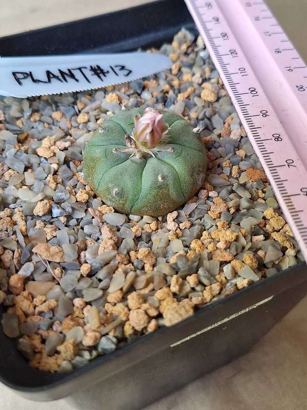 Cacti Lophophora williamsii #13 (Peyote Cactus)