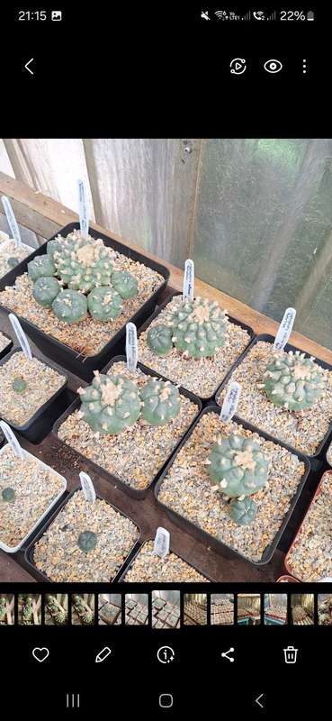 Lophophora williamsii (Peyote Cactus) 5x 10 Seed Pack SPECIAL OFFER!