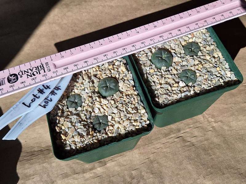 Lophophora williamsii Cactus 6x Plant COMBO
