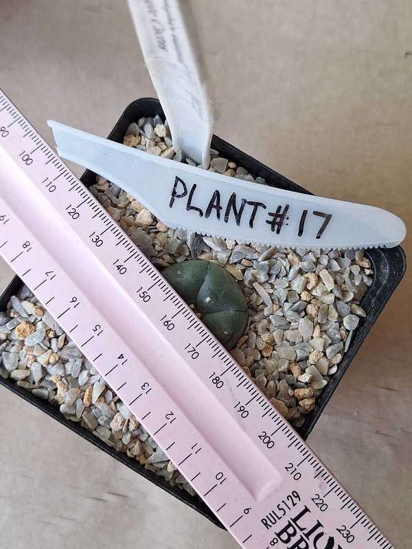 Lophophora williamsii Cactus Plant #17