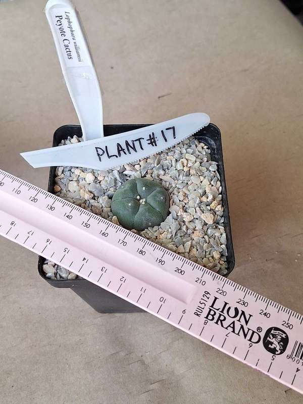 Lophophora williamsii Cactus Plant #17
