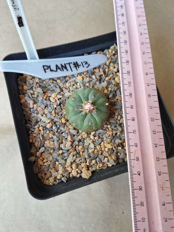 Cacti Lophophora williamsii #13 (Peyote Cactus)