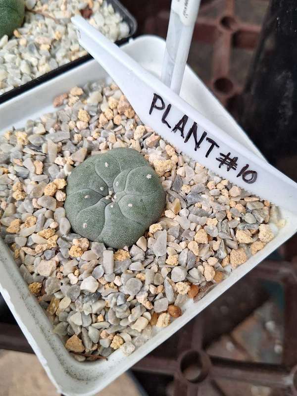 Lophophora williamsii Cactus Plant #10