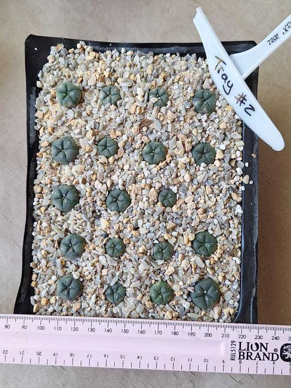 Lophophora williamsii Cactus Plants x19 TRAY #2