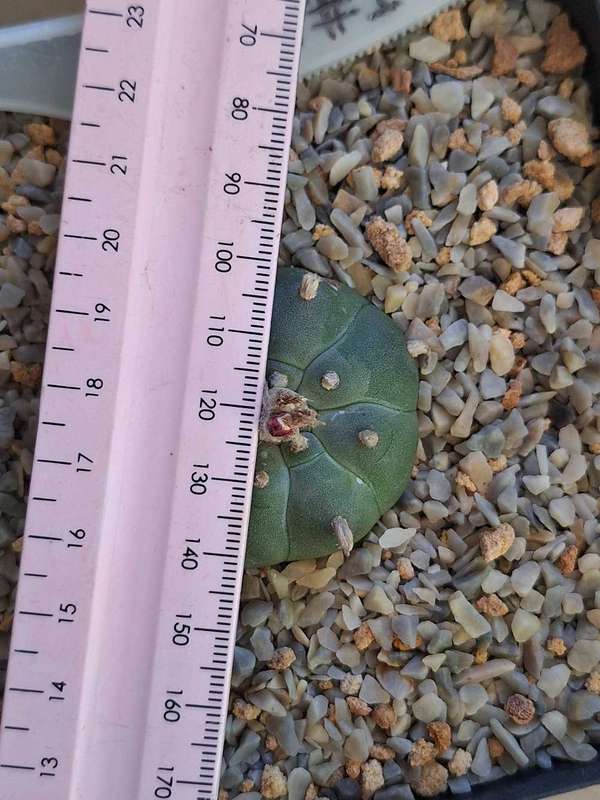 Cacti Lophophora williamsii Plant #1  (Peyote Cactus)