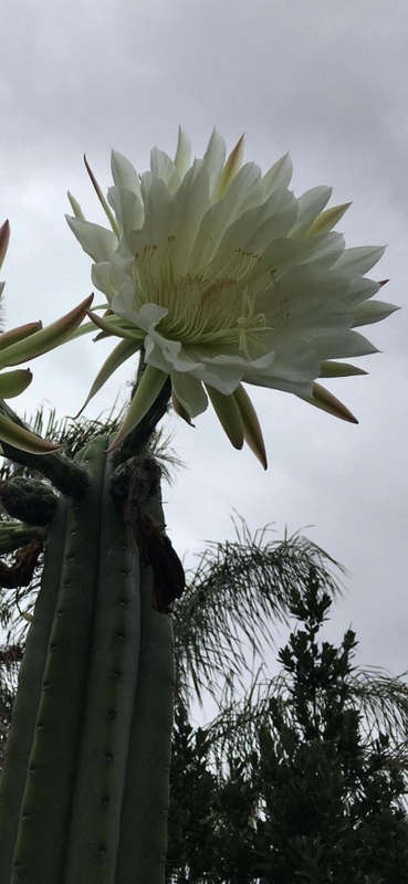 Trico cactus seed COMBO 150 Seeds