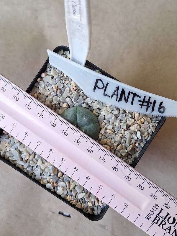 Lophophora williamsii Cactus Plant #16