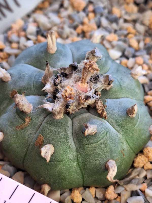 Cacti Lophophora williamsii Plant #8  (Peyote Cactus)