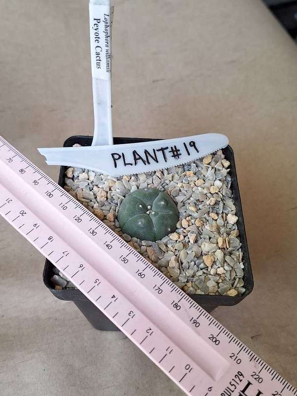Lophophora williamsii Cactus Plant #19