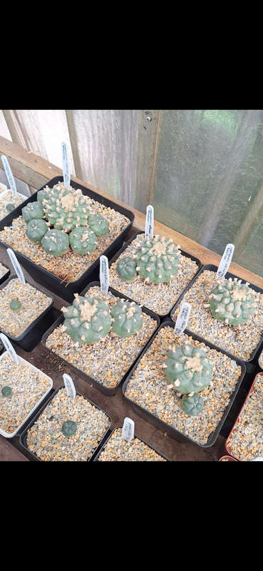 Lophophora williamsii cactus seed 5x 10pack