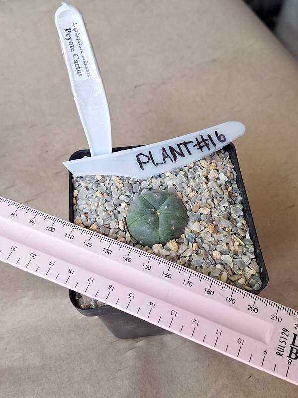 Lophophora williamsii Cactus Plant #16