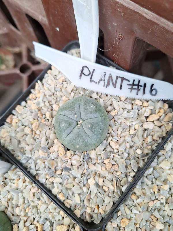 Lophophora williamsii Cactus Plant #16
