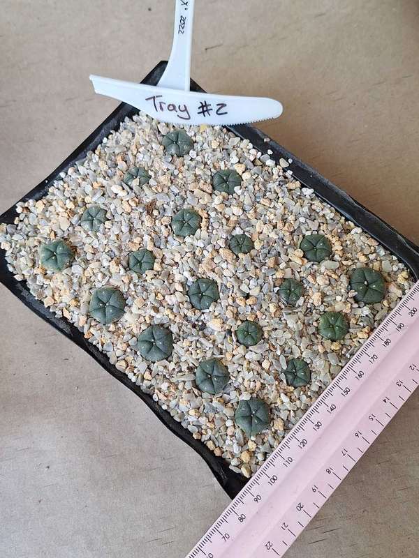 Lophophora williamsii Cactus Plants x19 TRAY #2