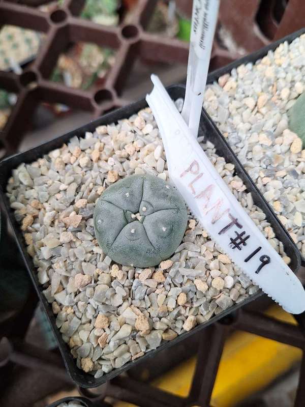Lophophora williamsii Cactus Plant #19