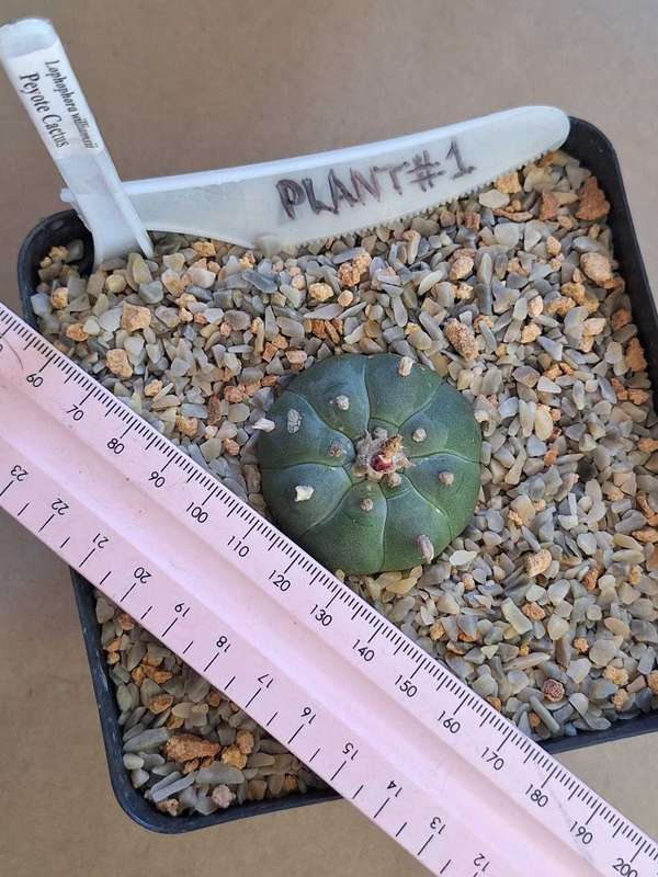 Cacti Lophophora williamsii Plant #1  (Peyote Cactus)
