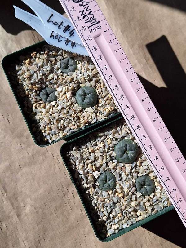Lophophora williamsii Cactus 6x Plant COMBO