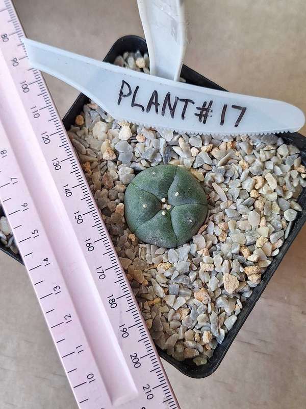 Lophophora williamsii Cactus Plant #17