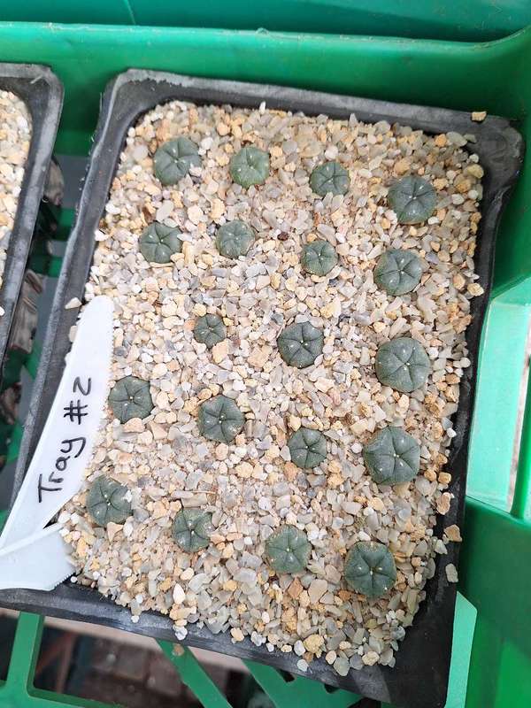 Lophophora williamsii Cactus Plants x19 TRAY #2