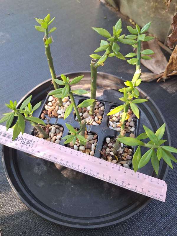 Pereskiopsis Cactus 6-pack