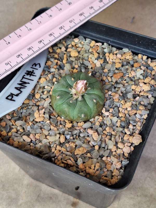 Cacti Lophophora williamsii #13 (Peyote Cactus)