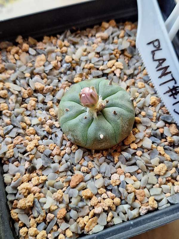 Cacti Lophophora williamsii #13 (Peyote Cactus)
