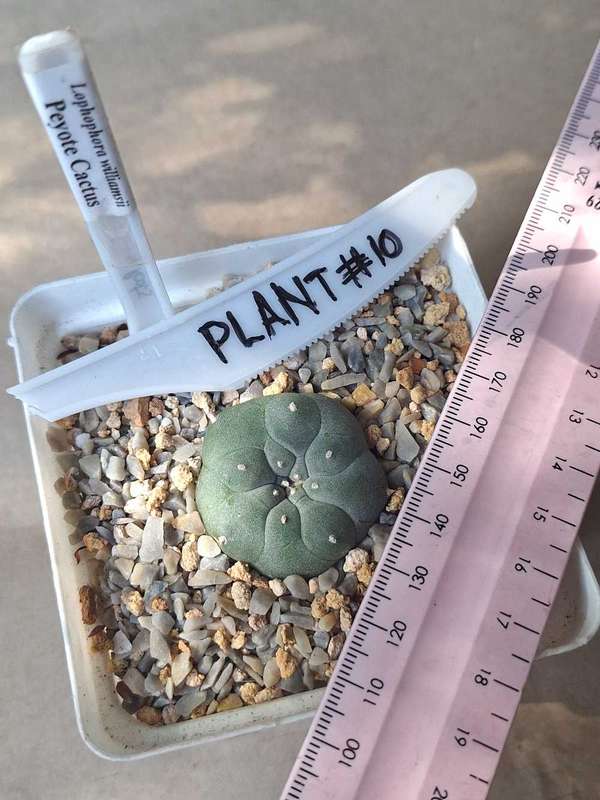 Lophophora williamsii Cactus Plant #10