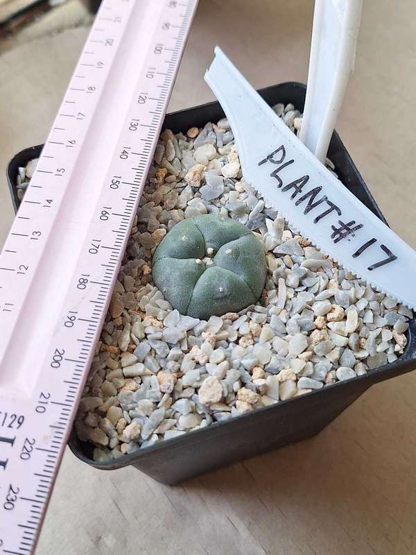 Lophophora williamsii Cactus Plant #17