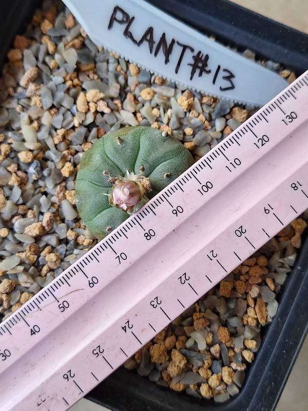 Cacti Lophophora williamsii #13 (Peyote Cactus)
