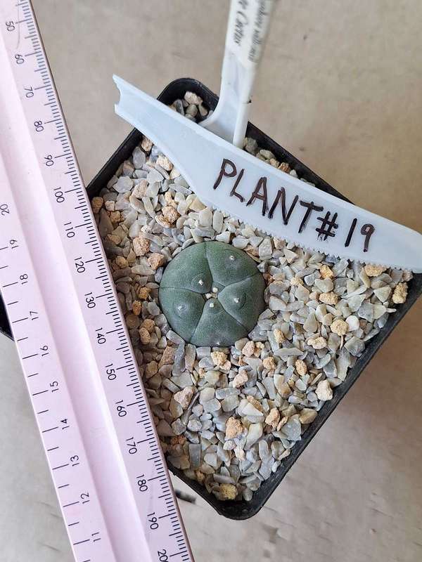 Lophophora williamsii Cactus Plant #19