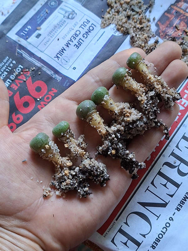 Lophophora williamsii Cactus 6-Pack Plant COMBO 6x Peyote Cactus