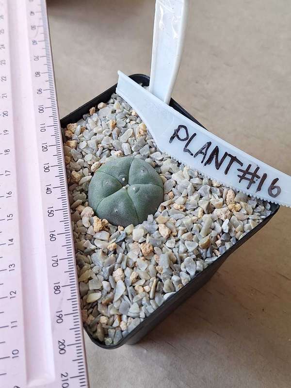 Lophophora williamsii Cactus Plant #16