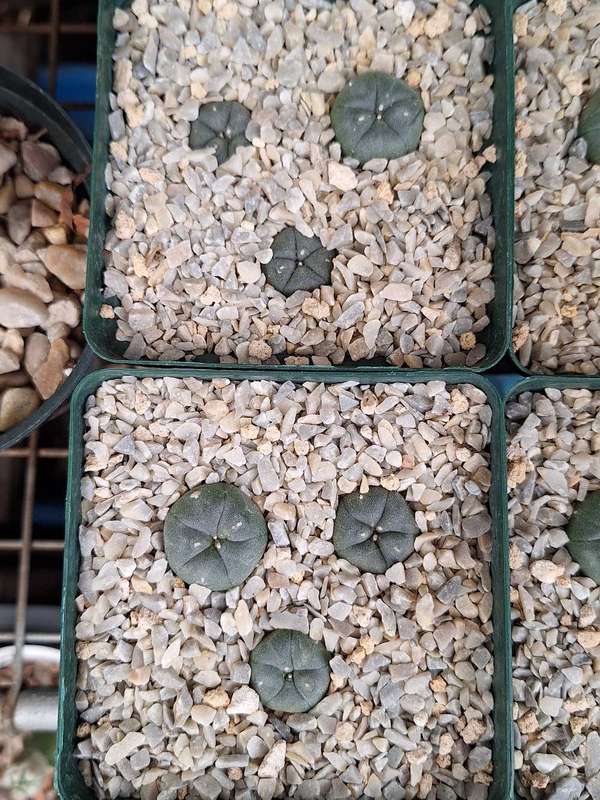 Lophophora williamsii Cactus 6x Plant COMBO