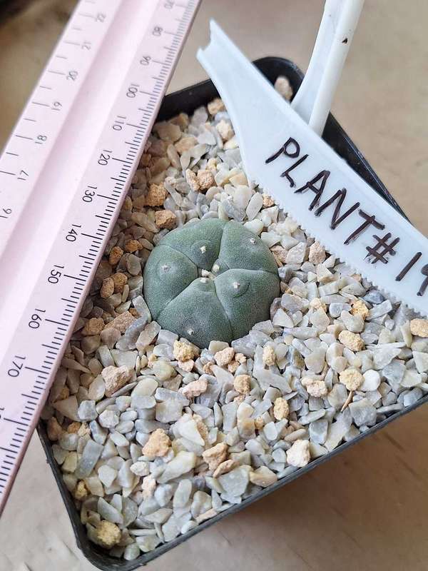 Lophophora williamsii Cactus Plant #19