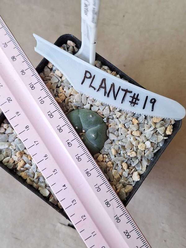 Lophophora williamsii Cactus Plant #19