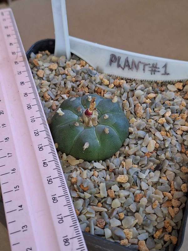 Cacti Lophophora williamsii Plant #1  (Peyote Cactus)
