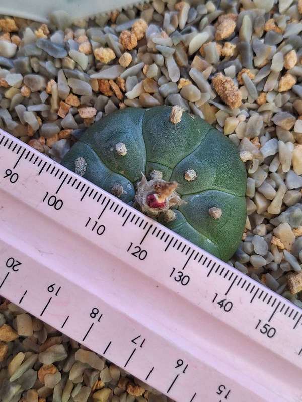 Cacti Lophophora williamsii Plant #1  (Peyote Cactus)